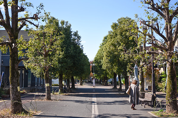 杉戸高野台駅前の遊歩道の風景。両側に木々が並んでいる。