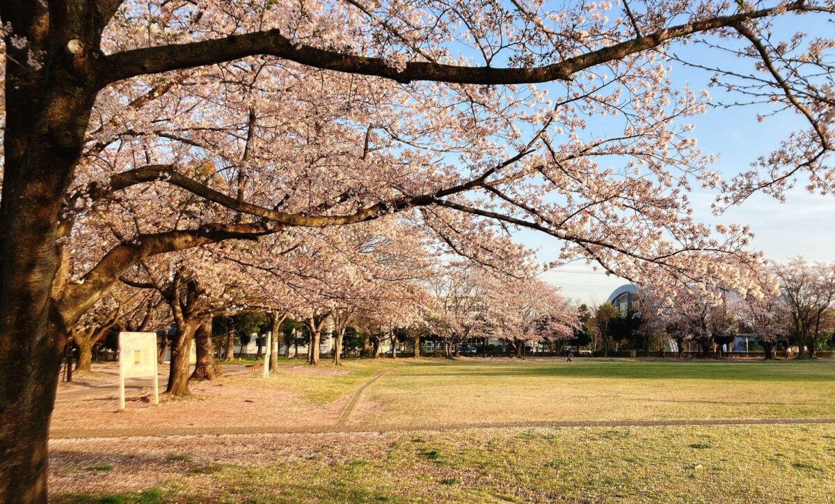 杉戸西近隣公園桜